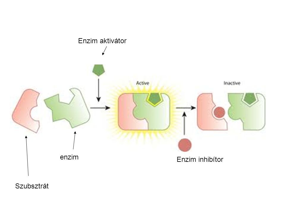Enzim aktivátor enzim Enzim inhibítor Szubsztrát 47
