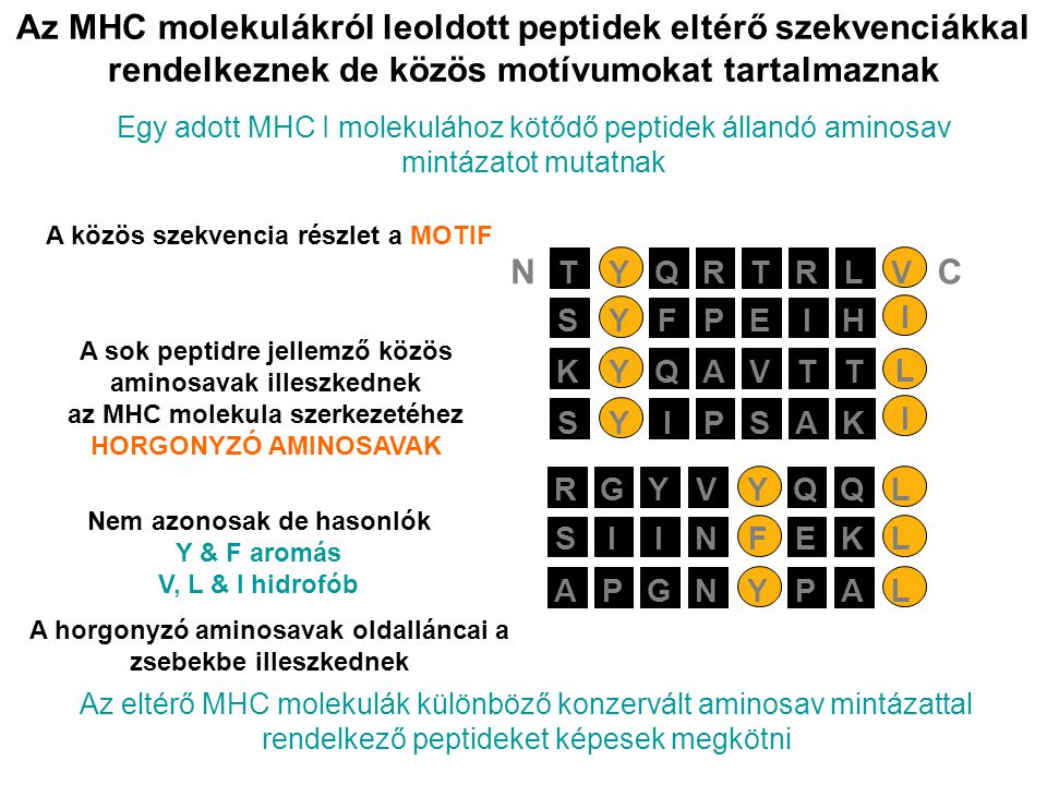 Az MHC molekulákról leoldott peptidek eltérő szekvenciákkal rendelkeznek de közös motívumokat tartalmaznak