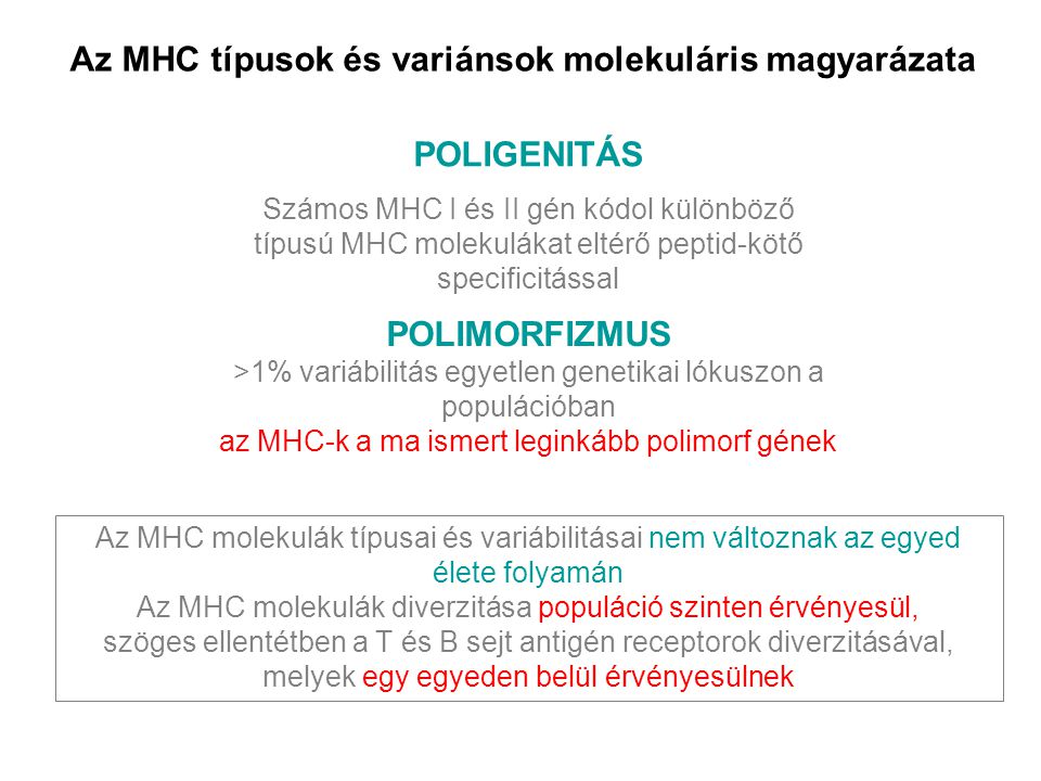 Az MHC típusok és variánsok molekuláris magyarázata