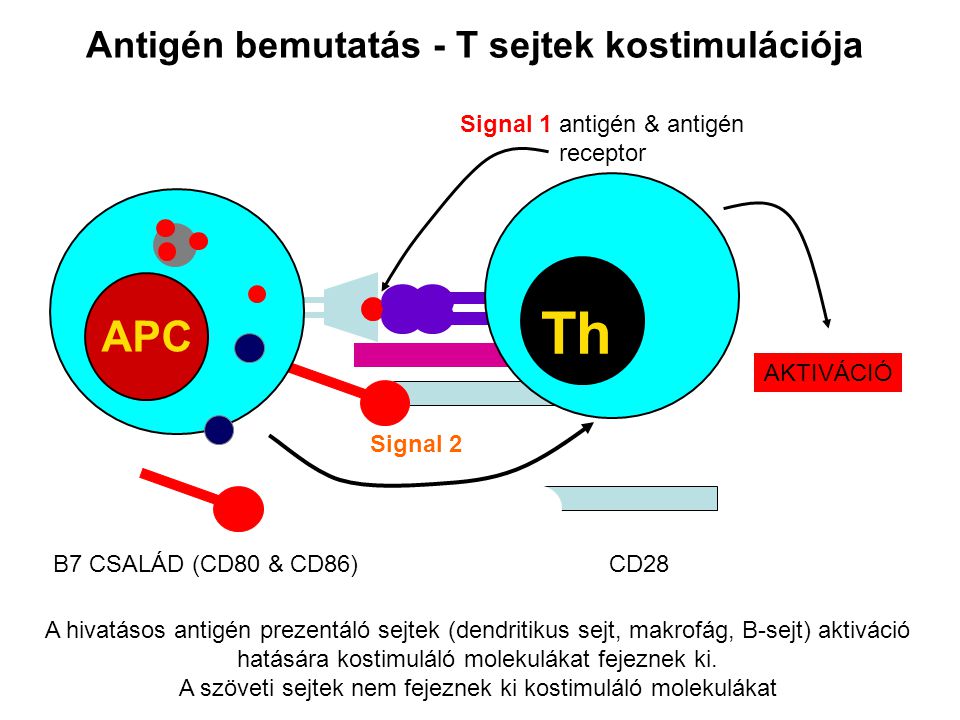 Antigén bemutatás - T sejtek kostimulációja