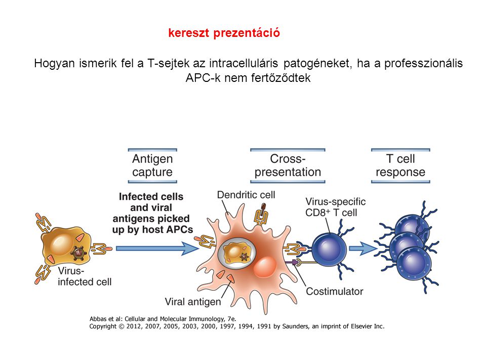 kereszt prezentáció Hogyan ismerik fel a T-sejtek az intracelluláris patogéneket, ha a professzionális APC-k nem fertőződtek.