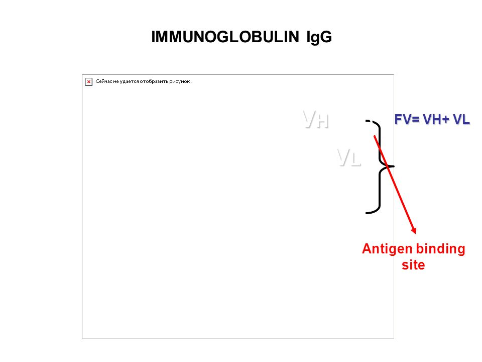 IMMUNOGLOBULIN IgG VH FV= VH+ VL VL Antigen binding site