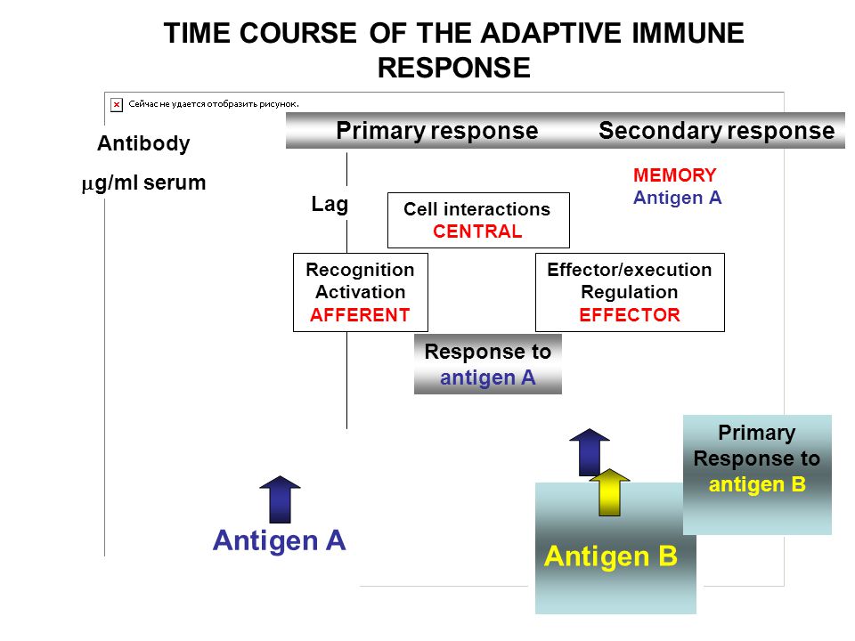 TIME COURSE OF THE ADAPTIVE IMMUNE RESPONSE