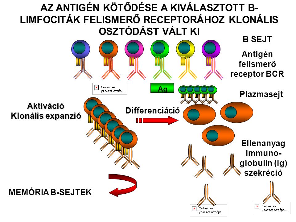 Antigén felismerő receptor BCR