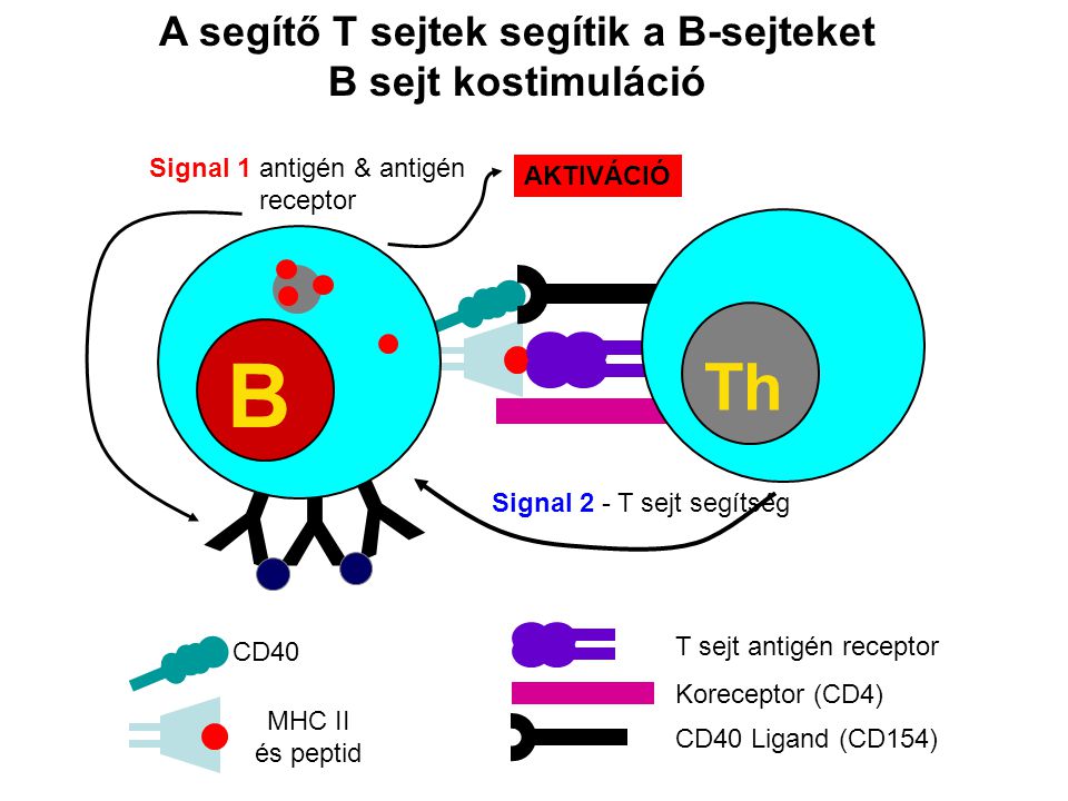 A segítő T sejtek segítik a B-sejteket