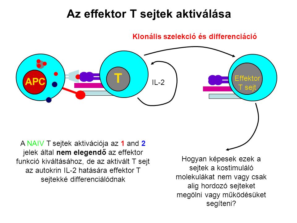 Az effektor T sejtek aktiválása