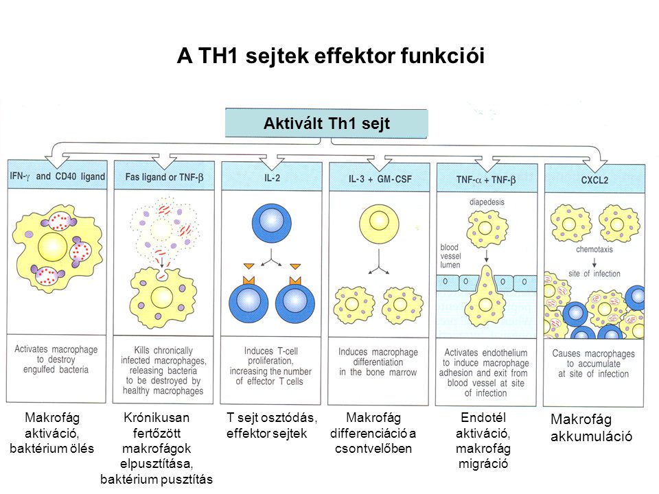 A TH1 sejtek effektor funkciói