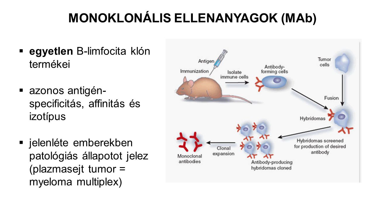 MONOKLONÁLIS ELLENANYAGOK (MAb)