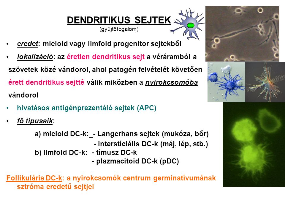DENDRITIKUS SEJTEK eredet: mieloid vagy limfoid progenitor sejtekből