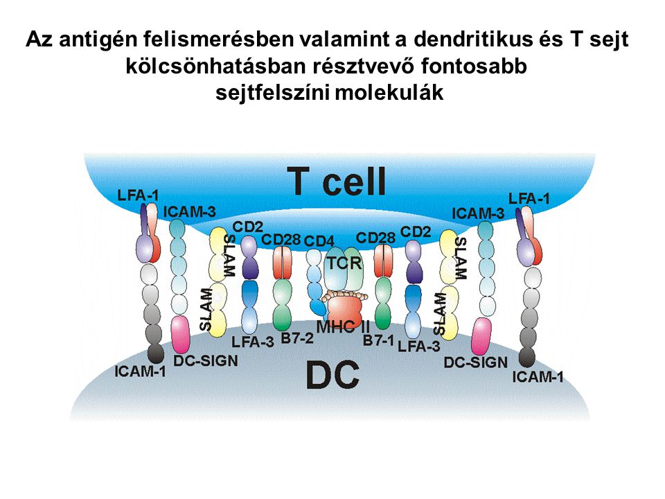 Az antigén felismerésben valamint a dendritikus és T sejt