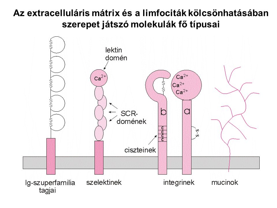 Az extracelluláris mátrix és a limfociták kölcsönhatásában
