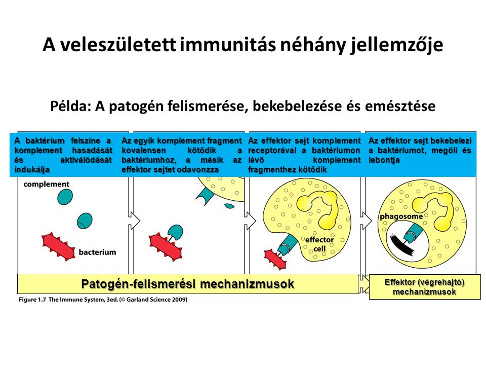 A veleszületett immunitás néhány jellemzője