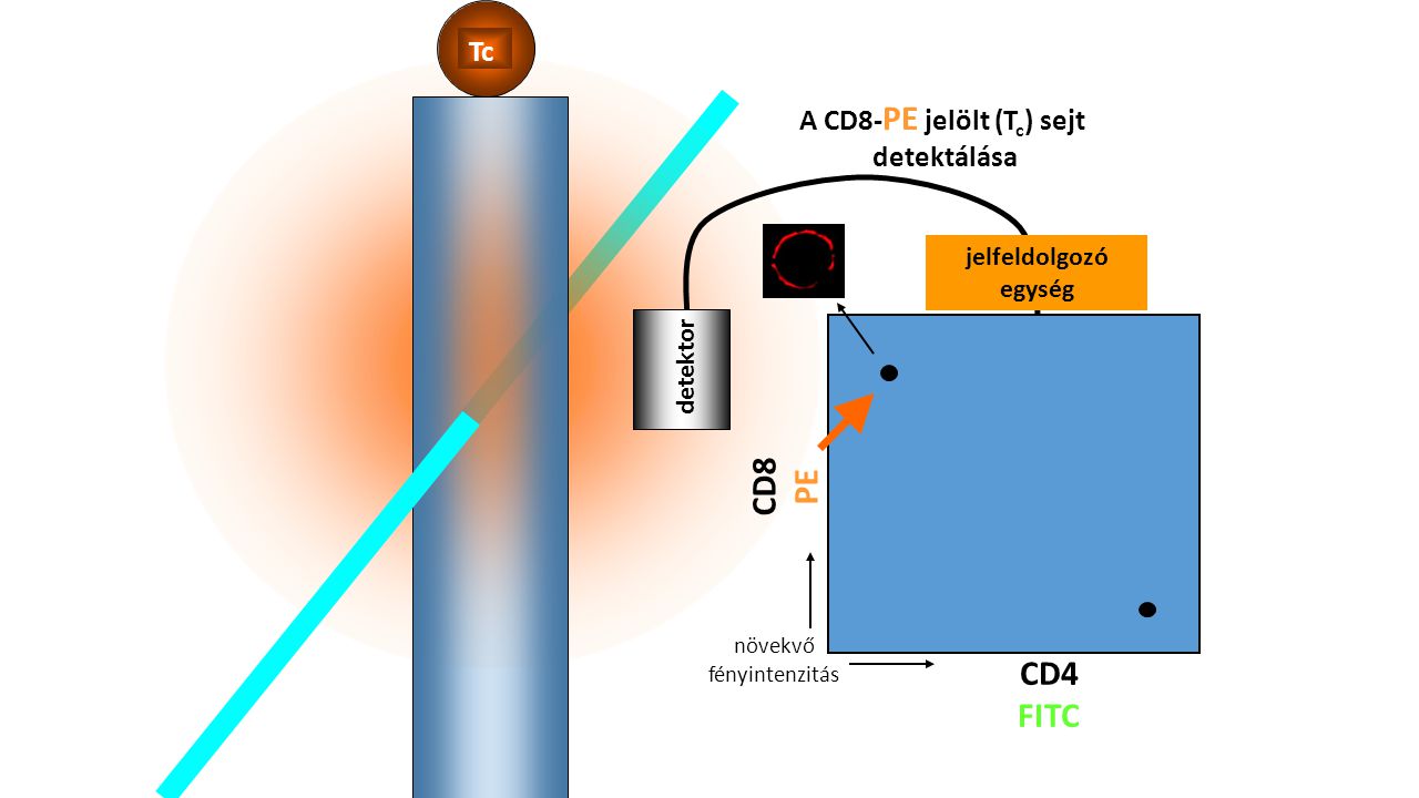 A CD8-PE jelölt (Tc) sejt