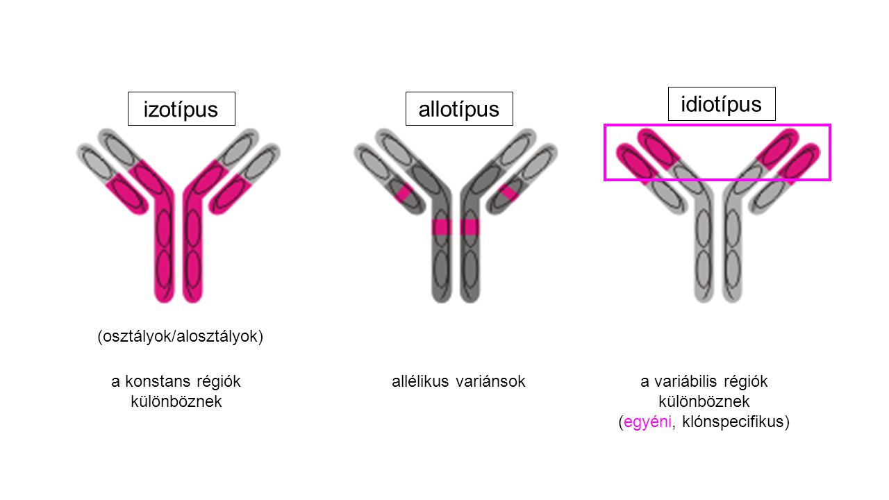 idiotípus izotípus allotípus (osztályok/alosztályok)