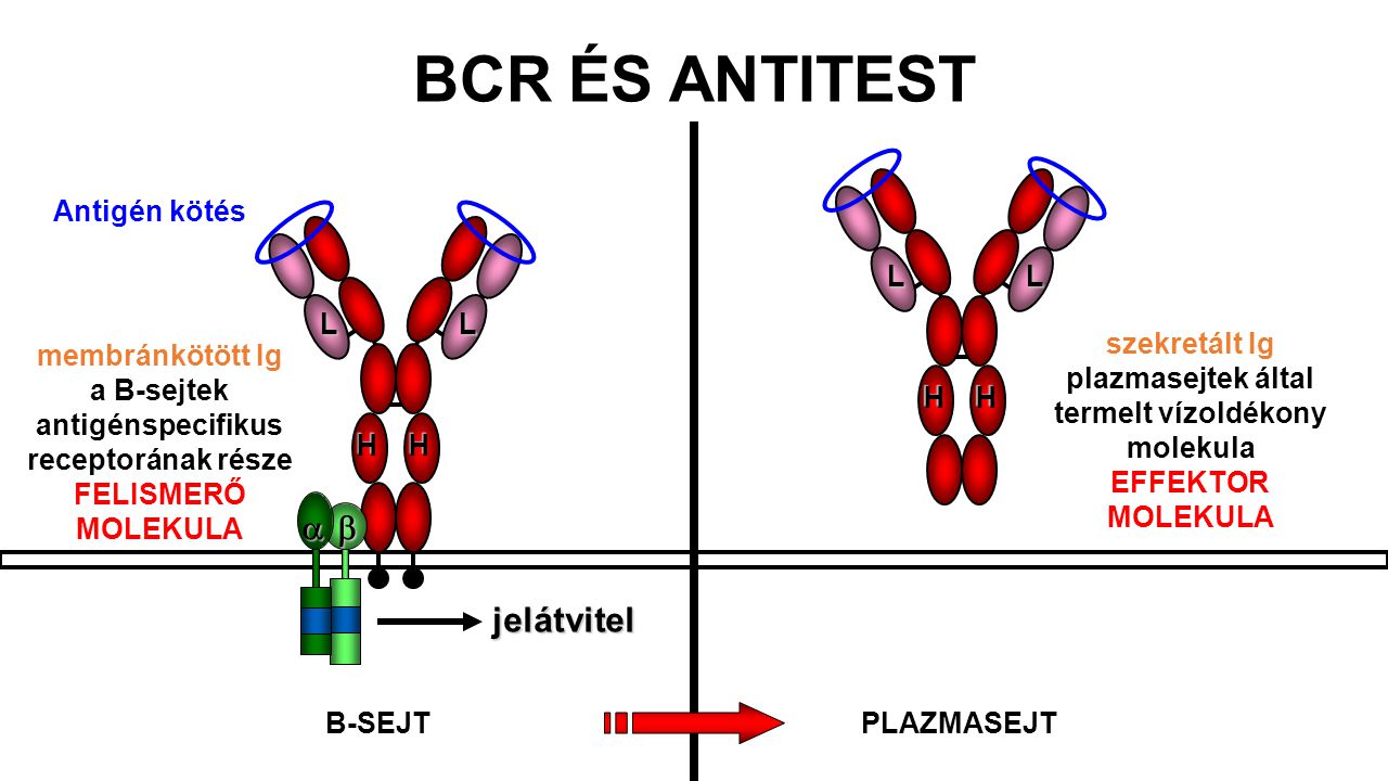BCR ÉS ANTITEST b a jelátvitel H L Antigén kötés H L szekretált Ig