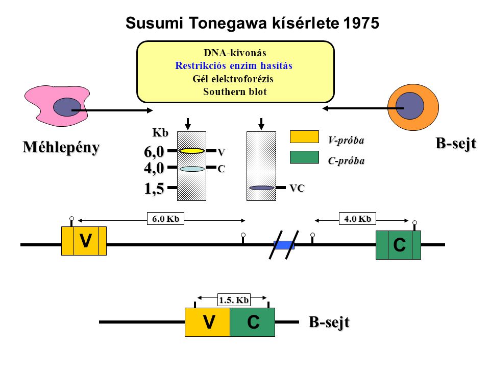 Susumi Tonegawa kísérlete 1975 Restrikciós enzim hasítás