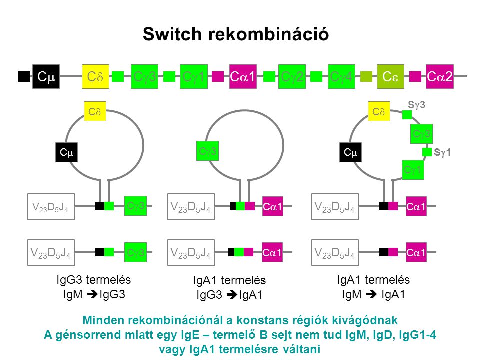 Switch rekombináció Ca2 Ce Cg4 Cg2 Ca1 Cg1 Cg3 Cd Cm V23D5J4 V23D5J4