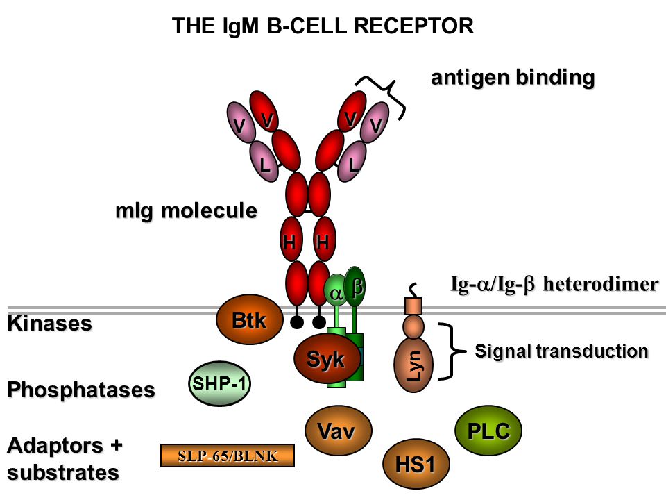 THE IgM B-CELL RECEPTOR