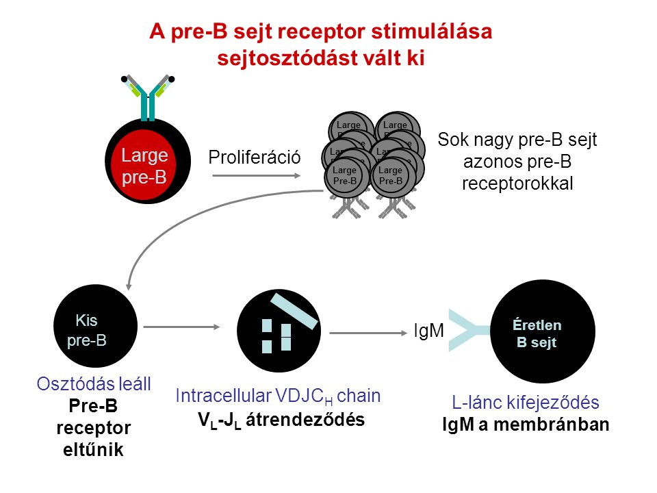 A pre-B sejt receptor stimulálása sejtosztódást vált ki