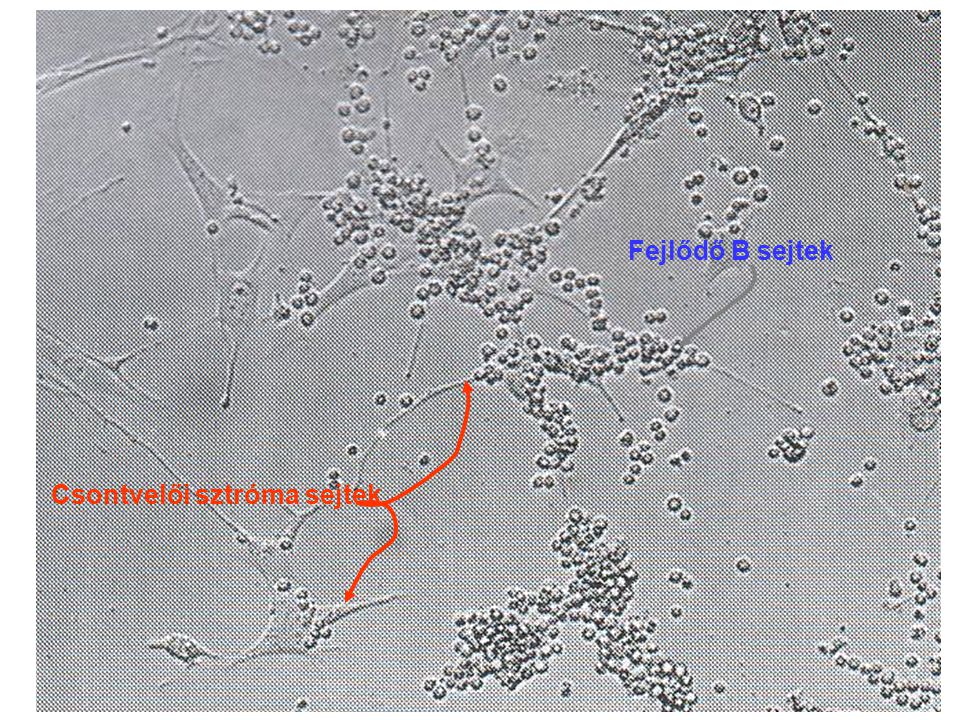 Fejlődő B sejtek Csontvelői sztróma sejtek