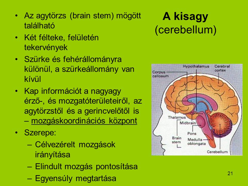 A kisagy (cerebellum) Az agytörzs (brain stem) mögött található