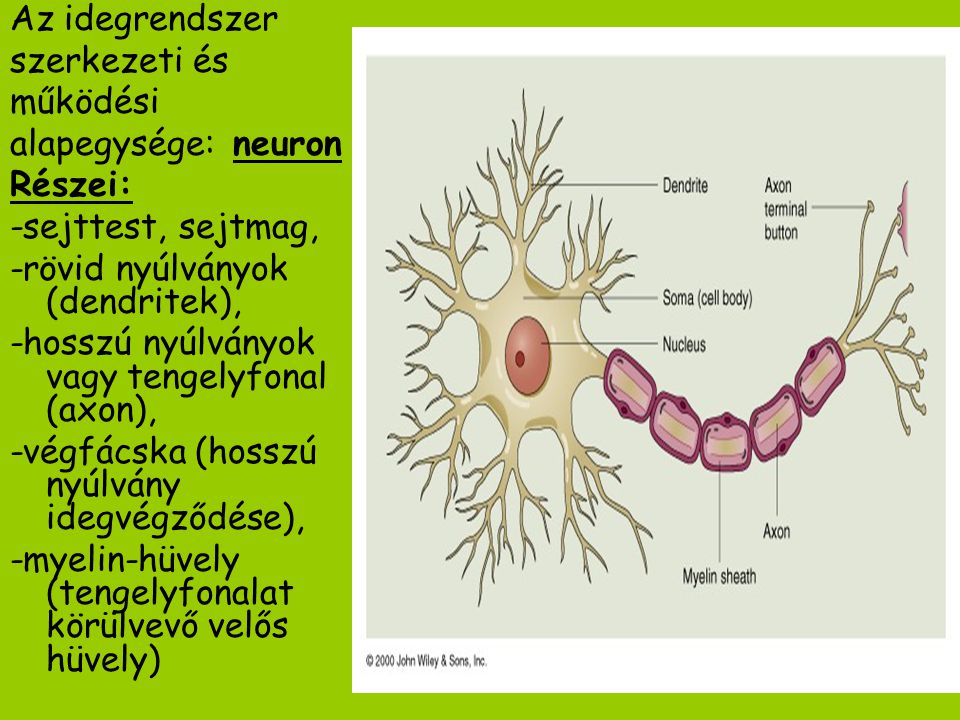 Az idegrendszer szerkezeti és. működési. alapegysége: neuron. Részei: -sejttest, sejtmag, -rövid nyúlványok (dendritek),