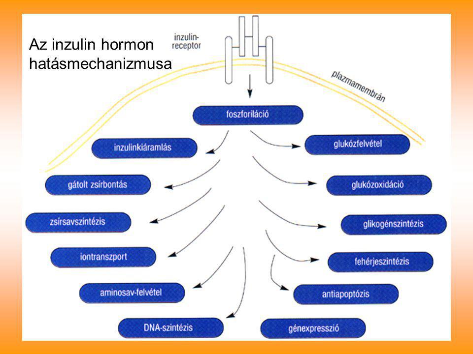 Az inzulin hormon hatásmechanizmusa