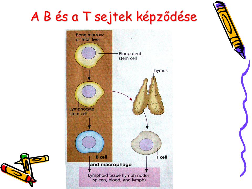 A B és a T sejtek képződése
