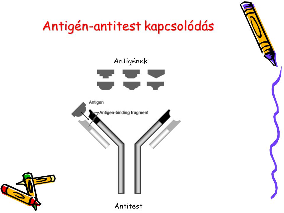 Antigén-antitest kapcsolódás