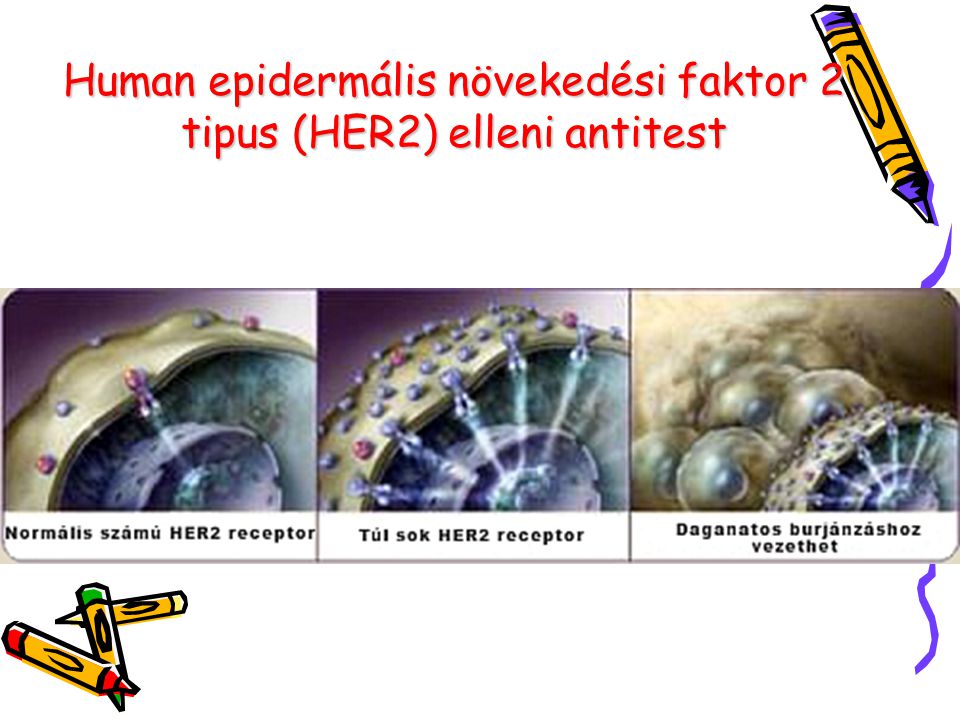 Human epidermális növekedési faktor 2 tipus (HER2) elleni antitest