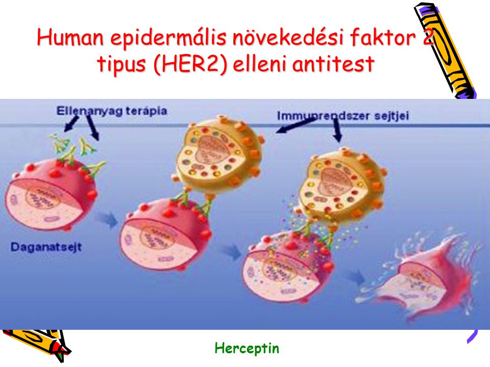 Human epidermális növekedési faktor 2 tipus (HER2) elleni antitest