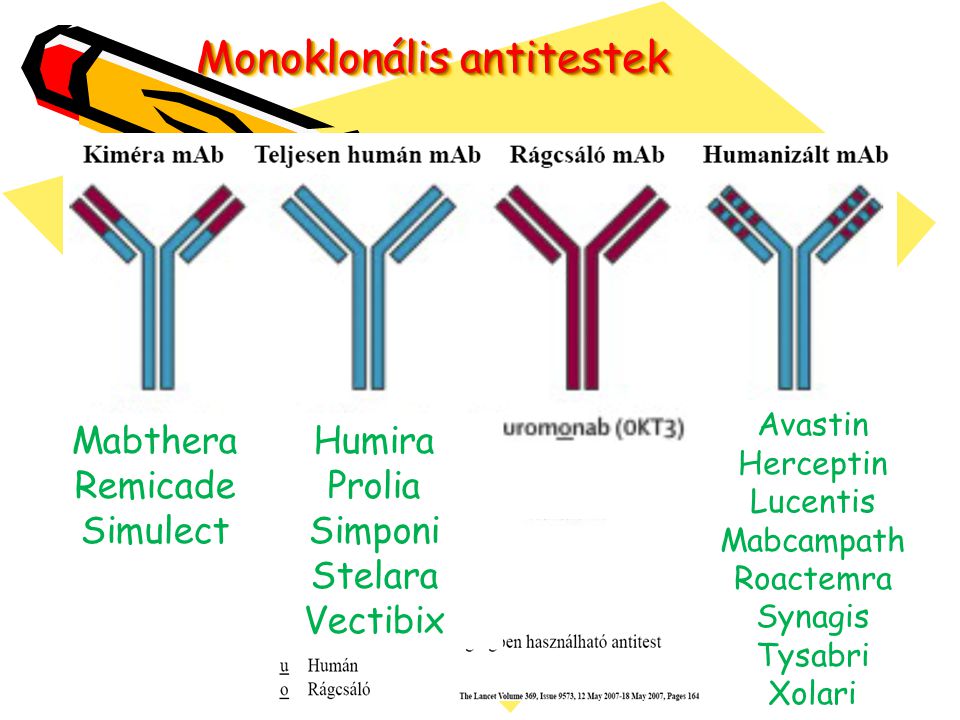 Monoklonális antitestek
