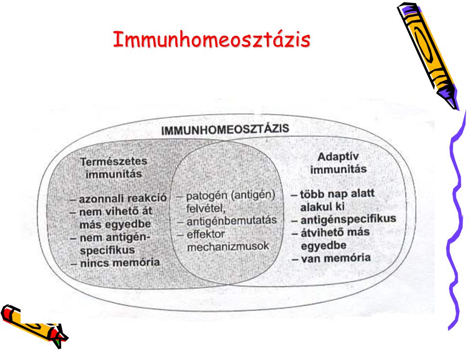 Immunhomeosztázis
