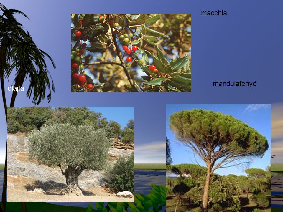 macchia mandulafenyő olajfa