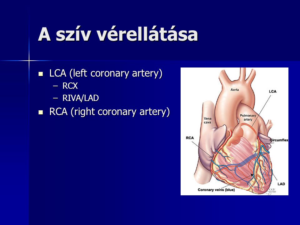A szív vérellátása LCA (left coronary artery)