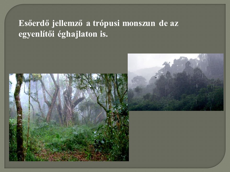 Esőerdő jellemző a trópusi monszun de az egyenlítői éghajlaton is.