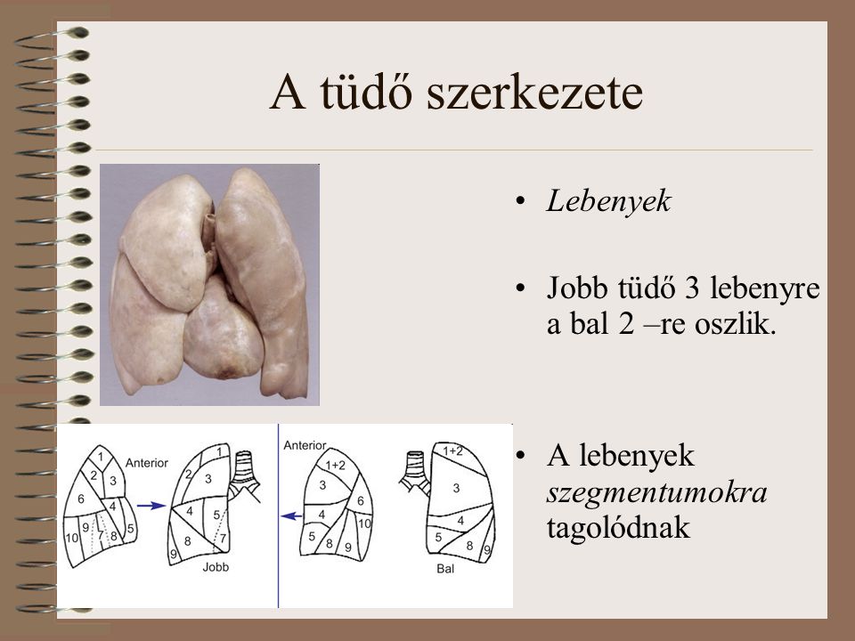 A tüdő szerkezete Lebenyek Jobb tüdő 3 lebenyre a bal 2 –re oszlik.