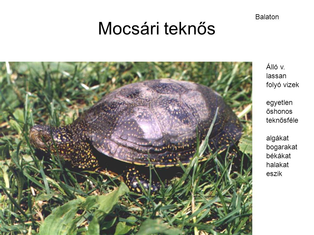 Mocsári teknős Balaton Álló v. lassan folyó vizek