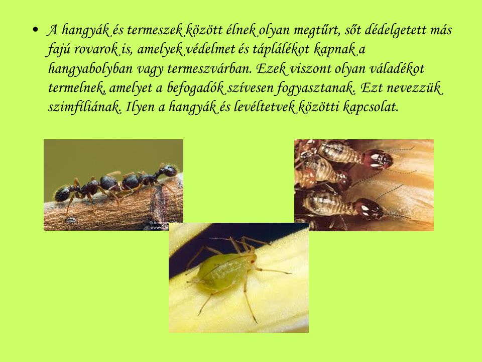 A hangyák és termeszek között élnek olyan megtűrt, sőt dédelgetett más fajú rovarok is, amelyek védelmet és táplálékot kapnak a hangyabolyban vagy termeszvárban.
