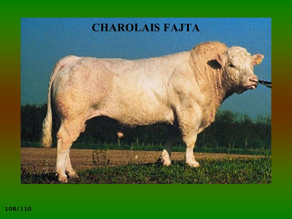 CHAROLAIS FAJTA