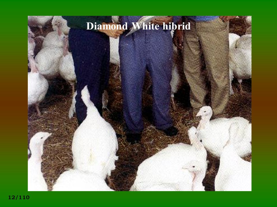 Diamond White hibrid