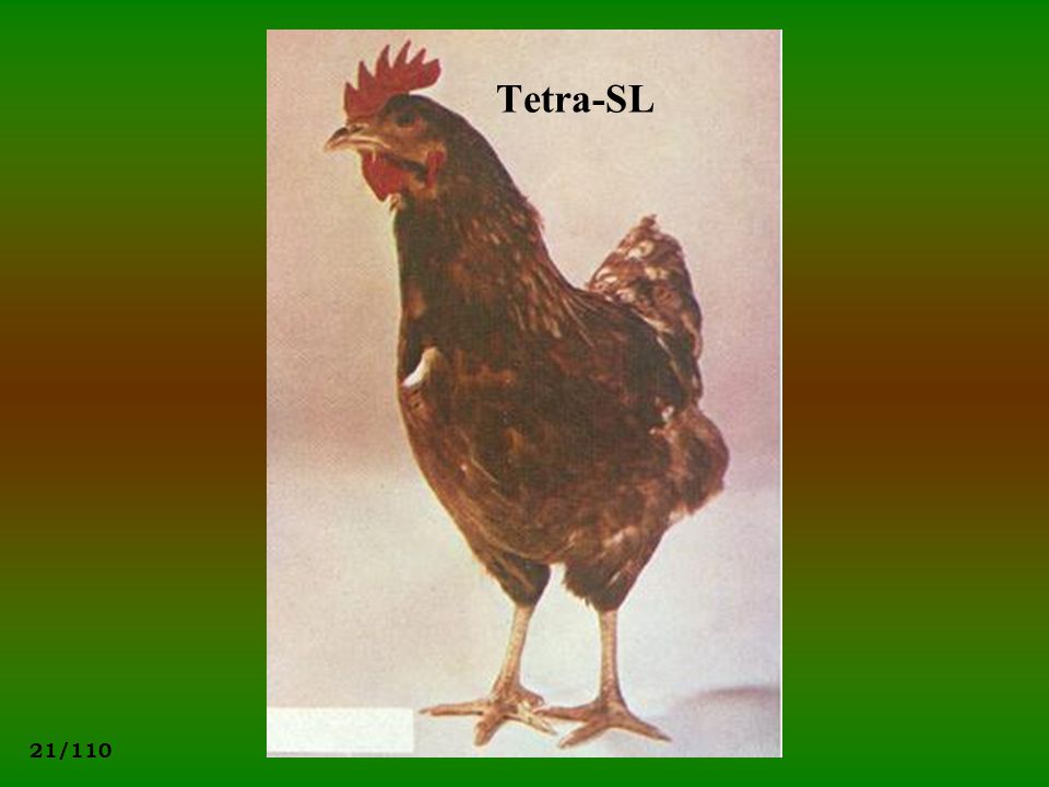 Tetra-SL
