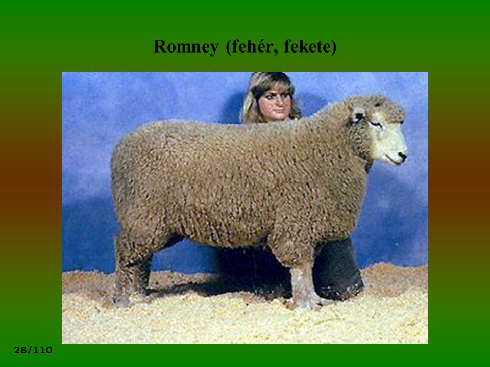 Romney (fehér, fekete)