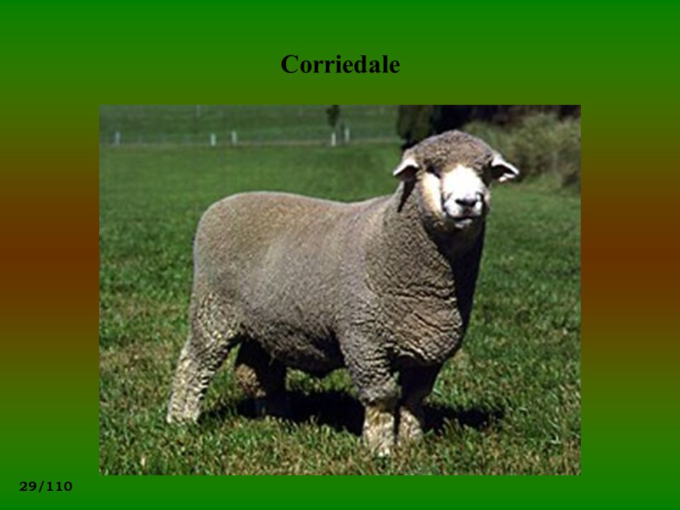 Corriedale