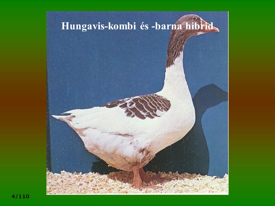 Hungavis-kombi és -barna hibrid