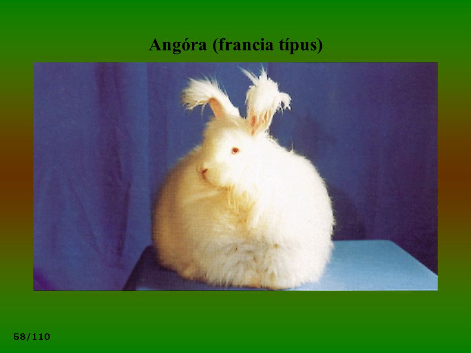 Angóra (francia típus)