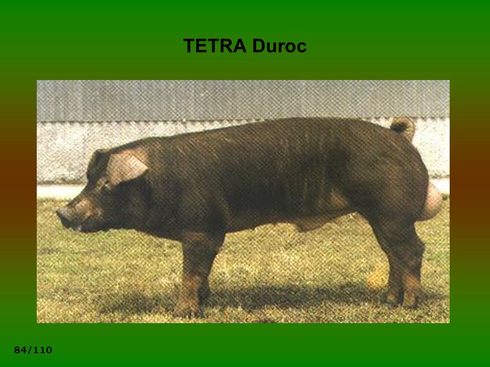 TETRA Duroc