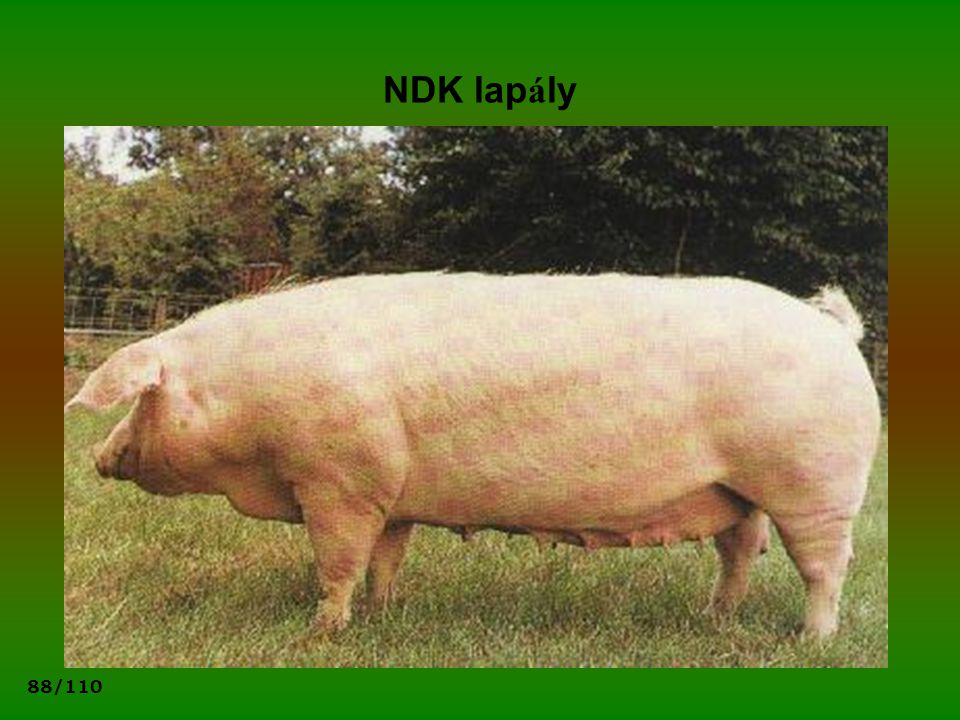 NDK lapály