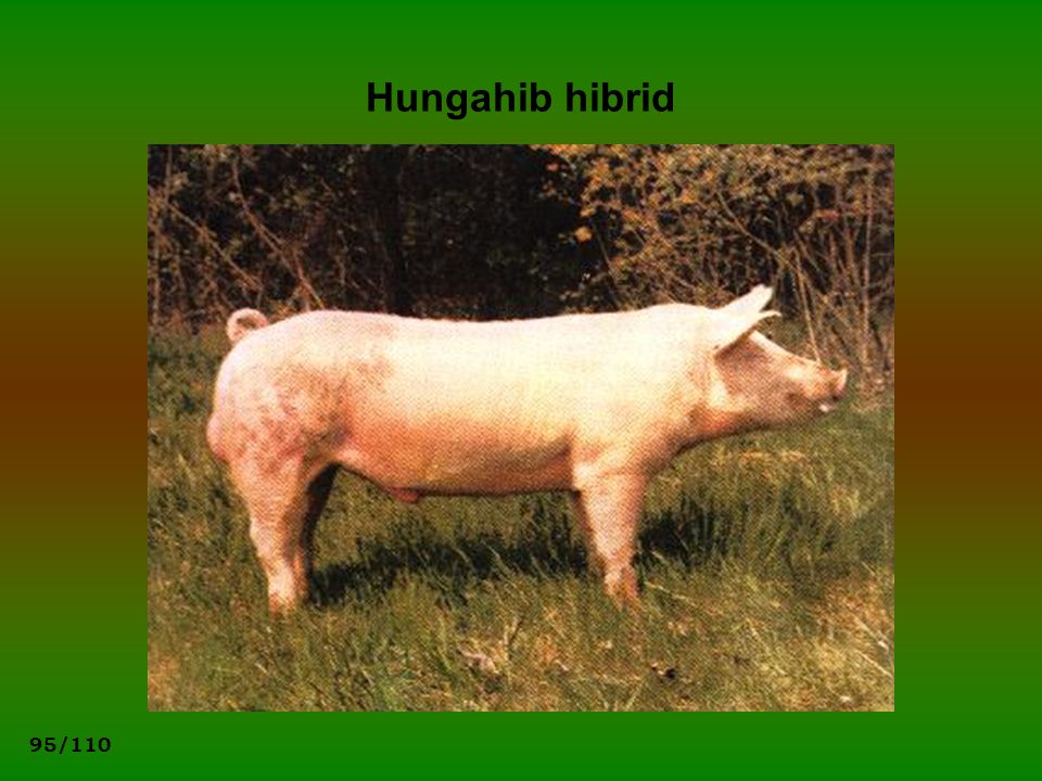 Hungahib hibrid