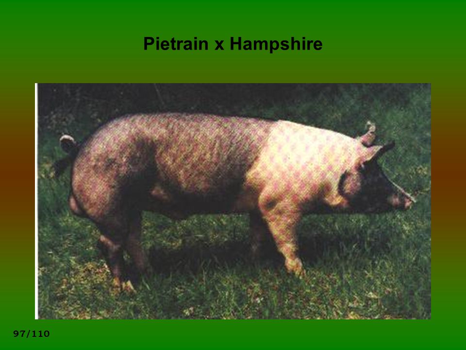 Pietrain x Hampshire